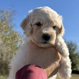 Zena - Cream female Goldendoodle puppy in Sarasota, Florida from Doodle Lovin