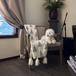 Michelle - White female Bichon Frise puppy in Gresham, Oregon from Lyudmyla Loves Puppies