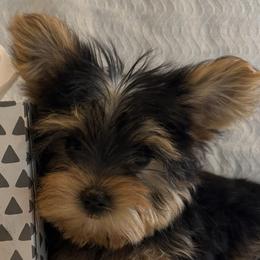 Yellow Boy - Traditional Black and Gold - Natural Tail - Black and gold male Yorkshire Terrier puppy in Oregon City, Oregon from D’Luxe Kennels