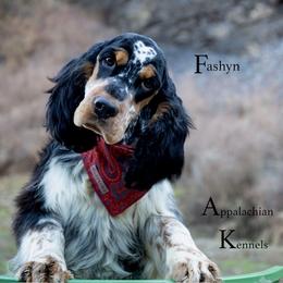 Fashyn - English Springer Spaniel