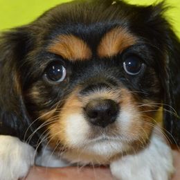 Sabrina - Tri-color female Cavalier King Charles Spaniel puppy in Townville, South Carolina from Mid Lake Cavaliers