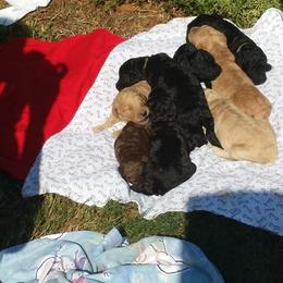 Golden Retriever, Goldendoodle, and Poodle Puppies from Oval Office Therapy Dogs, Inc.