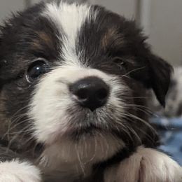 Boy 2 - Australian Shepherd puppy in Rockford, Illinois from Andover Aussies