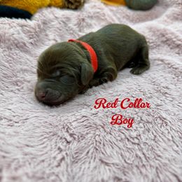 Boy 1 - Chocolate male Australian Labradoodle puppy in Rhode Island from Highland Beach Labradoodles