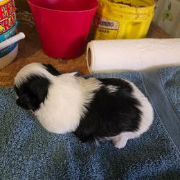 BOY 1 - Black and white male Shih Tzu puppy in Hampstead, Maryland from Shawny's Shih Tzus