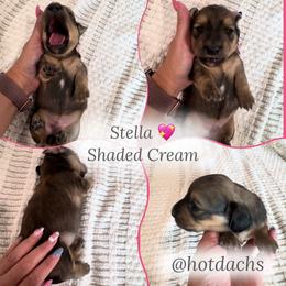 Stella - Shaded Cream - Cream female Dachshund puppy in Little Elm, Texas from HotDachs