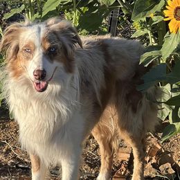 Australian Shepherds from BRR Aussies