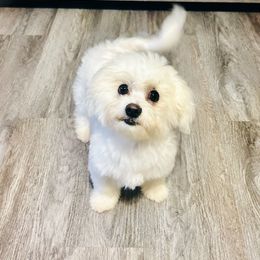 Jasper - White male Mal-Shi puppy in Morehead, Kentucky from Paw Perfect Pets