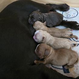 Cocker Spaniel Puppies from Kellie's Cocker Spaniels