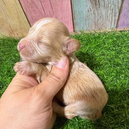 Copper - Wheaten male Miniature Schnauzer puppy in Lufkin, Texas from C&K’s Schnauzer House