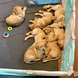 Labrador Retriever Puppies from DeVoy Country Labs
