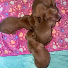 Female 4 - Luna - Dark golden female Golden Retriever puppy in Yucaipa, California from Blessed Goldens