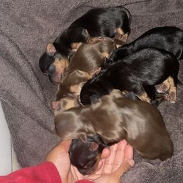 Yorkshire Terriers from Cardinal Yorkies