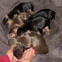 Yorkshire Terriers from Cardinal Yorkies