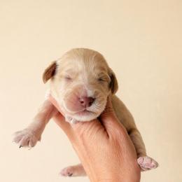 McGraw (Tim) - Caramel cream male Australian Labradoodle puppy in Millville, California from Hope Lane Kennels