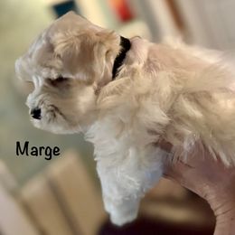 Marge - Wheaten female Miniature Schnauzer puppy in Byron, Georgia from Smilee Schnauzers