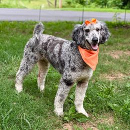 Mari - Sheepadoodle