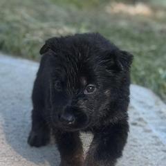German Shepherd Puppies from Bluegrass Country German Shepherds