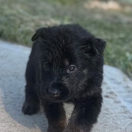 German Shepherd Puppies from Bluegrass Country German Shepherds
