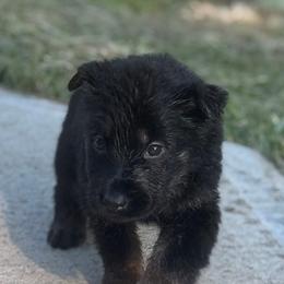 German Shepherd Puppies from Bluegrass Country German Shepherds