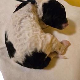 Blue  collar boy 2 - Parti male Poodle puppy in Nottingham, Maryland from A & A Pinedale Standard Poodles
