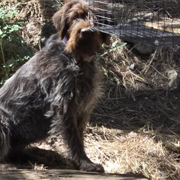 Wirehaired Pointing Griffon puppies from Agassiz Wirehaired Pointing Griffons