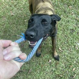 Belgian Malinois and xDutch Shepherd All Grown Up from Alliance K9