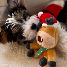 Biewer Terrier Puppies from Blue Water Biewers LLC