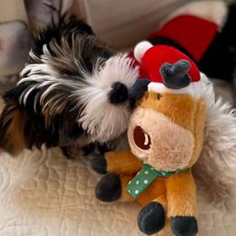Biewer Terrier Puppies from Blue Water Biewers LLC