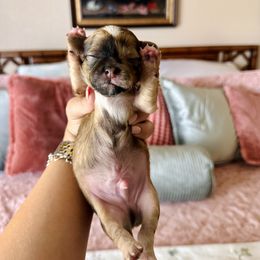 Chihuahua Puppies from Luxe Paradise House of Chi