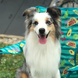Miniature American Shepherds from Hush Puppies