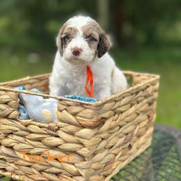 Tucker - Chocolate male Goldendoodle puppy in Sanderson, Florida from Serenity Goldendoodles