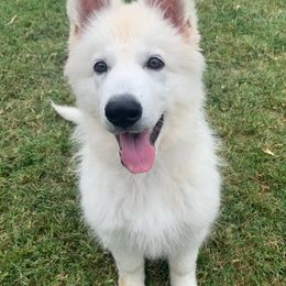 Berger Blanc Suisse Puppies from Absolute Dream White Swiss Shepherds