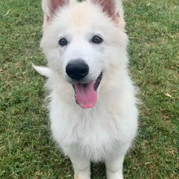 Berger Blanc Suisse Puppies from Absolute Dream White Swiss Shepherds