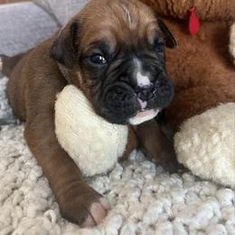 Boy 2 - Fawn male Boxer puppy in Plainwell, Michigan from Hope's Beautiful Boxers