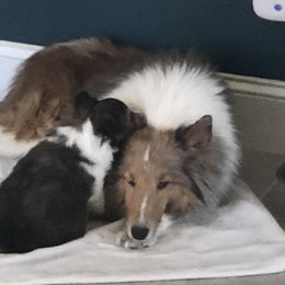 Cane Corso and Shetland Sheepdog Puppies from Redemption Kennels