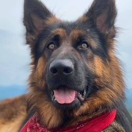 German Shepherds from Chestuee German Shepherd