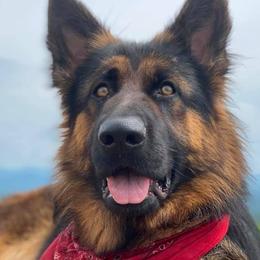 German Shepherds from Chestuee German Shepherd
