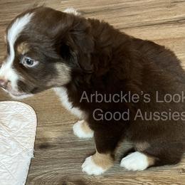 Boy 3 - Miniature Australian Shepherd puppy in Corydon, Indiana from Arbuckle’s Lookin Good Aussies (LGA)