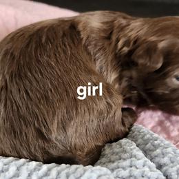 Shih Tzu Puppies from Bowden Farm