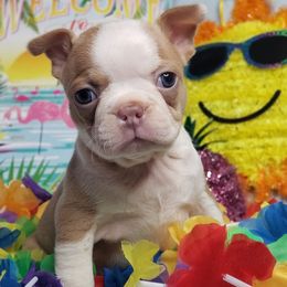 Boston Terriers and French Bulldogs from Willamette Valley Bullies