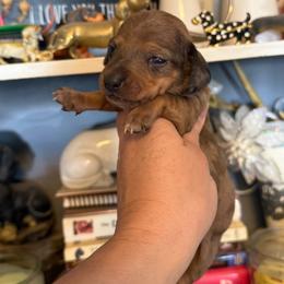 Harry - Dapple male Dachshund puppy in Deming, New Mexico from FoxieDoxies of New Mexico