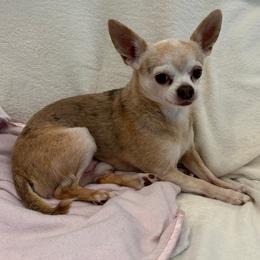 Chihuahua All Grown Up from Foxy's Legacy Chihuahuas