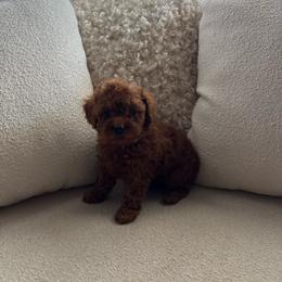 Rusty - Red  male Poodle puppy in California from Bri’s Toy Poodles