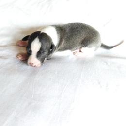 Francesca Male 1 - Blue male Italian Greyhound puppy in Sparta Tn And Caryville Fl, Tennessee from Summerwind Kennel