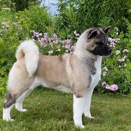 Akita and Shiba Inu All Grown Up from Day Dream Shiba Inu’s