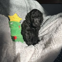 Boy 1 - Black male Poodle puppy in State College, Pennsylvania from Brookside Standard Poodles