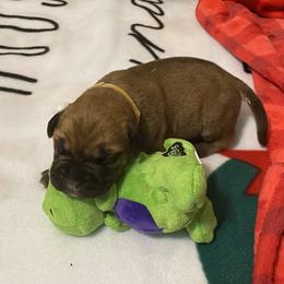 Bullmastiff Puppies from T-Boldt Bullmastiffs