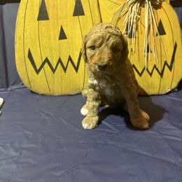 Boy 2 - Chocolate male Goldendoodle puppy in Maumee, Ohio from Bell's Doodles