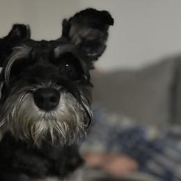 Miniature Schnauzers from Stevens Mini Schnauzers